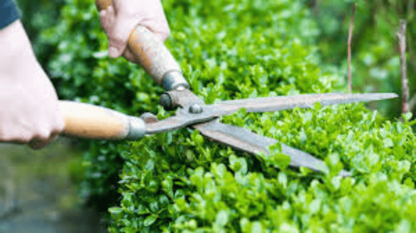 Gardener trimming green hedge with shears, showing AIM Facilities yard and garden care expertise.